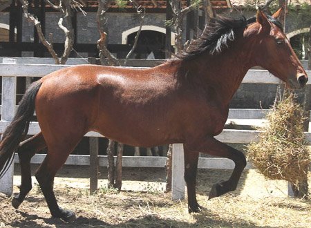 Cavalo alazão tostado de marcha picada - Cavalos e acessórios - Mata de São  João 1246892923